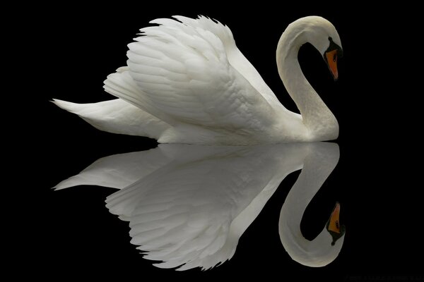 A lonely white swan on a black background