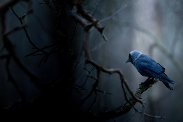 Pájaro azul solitario en el bosque