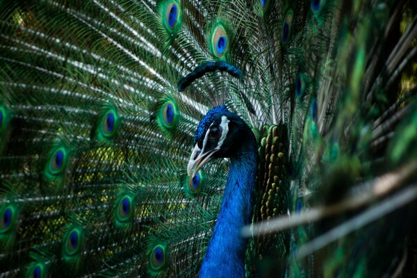 Schöner Vogel Pfau in Makroaufnahmen