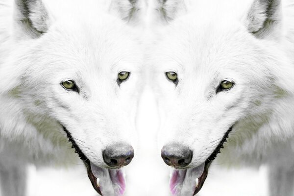 Deux loups blancs sur fond de neige