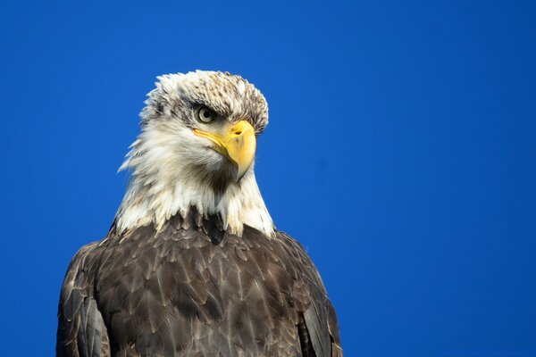 A proud eagle with a piercing gaze