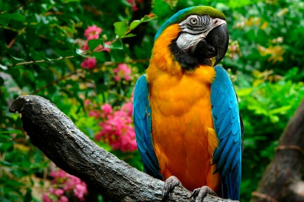 Pájaro loro en una rama sentado