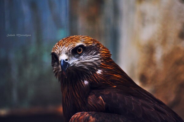 An eagle of extraordinary beauty in the forest