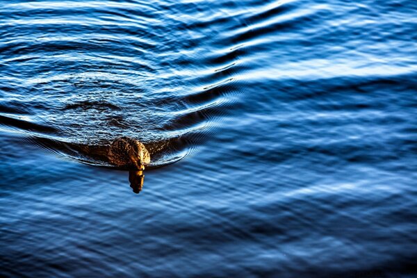 Natación de pato elegante en el lago