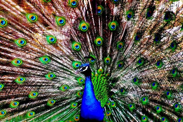 Blauer Pfau mit großem Schwanz