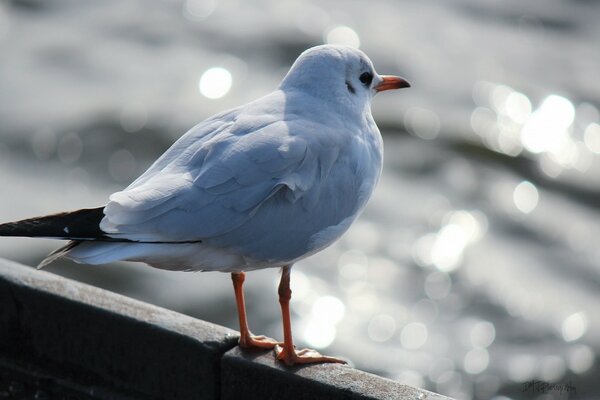 La gaviota blanca Mira el agua