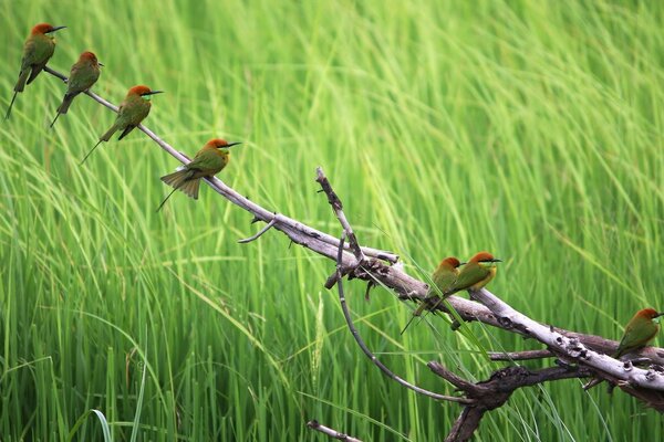 Pequeños pájaros en la naturaleza