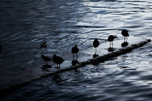 Birds. Lake Titicaca, Bolivia HD