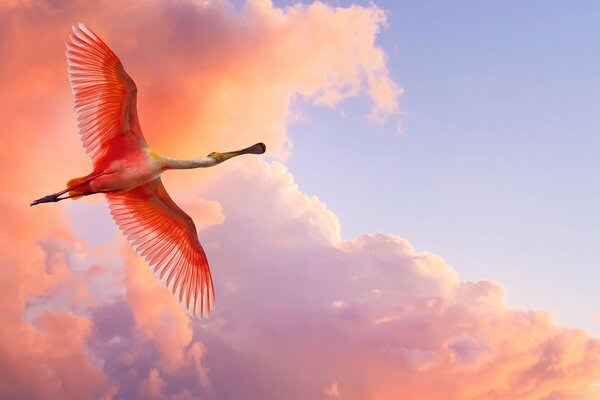 Flamingo bright bird at evening sunset