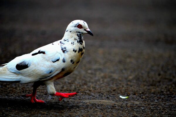 White pigeon with red paws