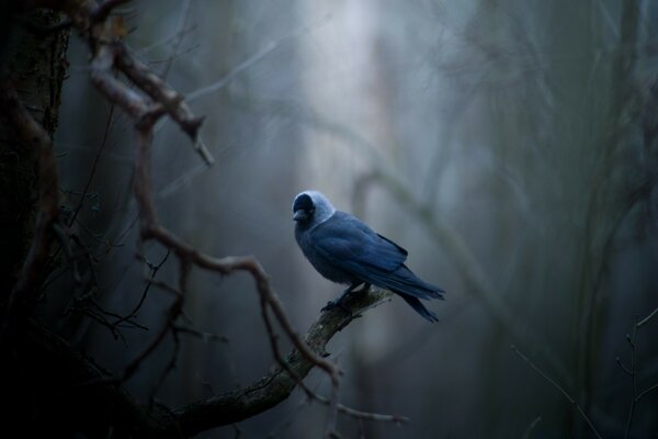 Oiseau bleu dans la forêt sombre