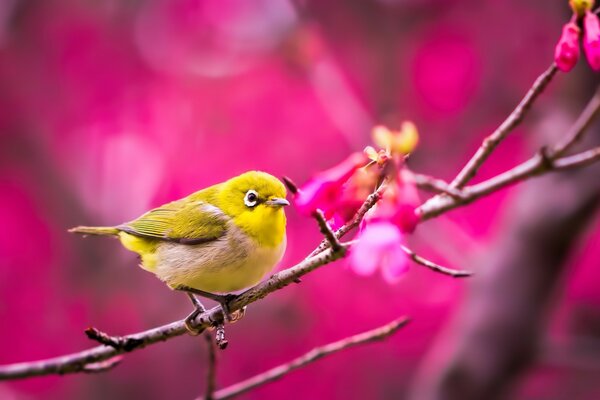 Pájaro amarillo al aire libre