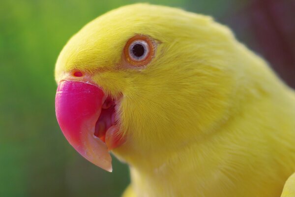 A tropical parrot. A stunningly beautiful bird