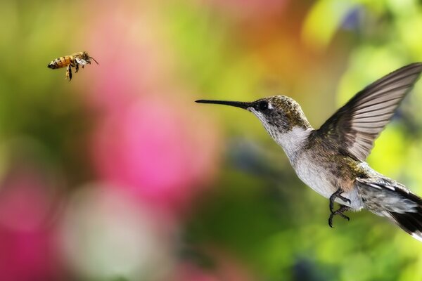 Un colibrí intenta atrapar una abeja