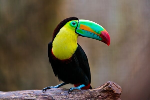 A bright tropical bird with a beautiful beak