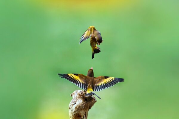 Birds soaring in the sky