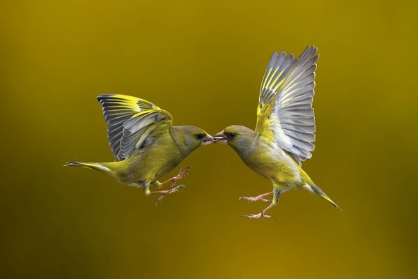 Due uccelli su sfondo giallo