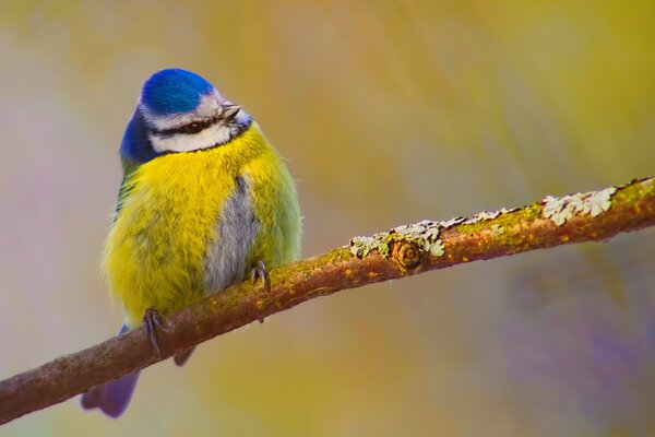 L oiseau sur la branche s effondre du froid