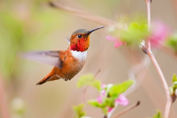 Kleiner Vogel in rosa Zweigen