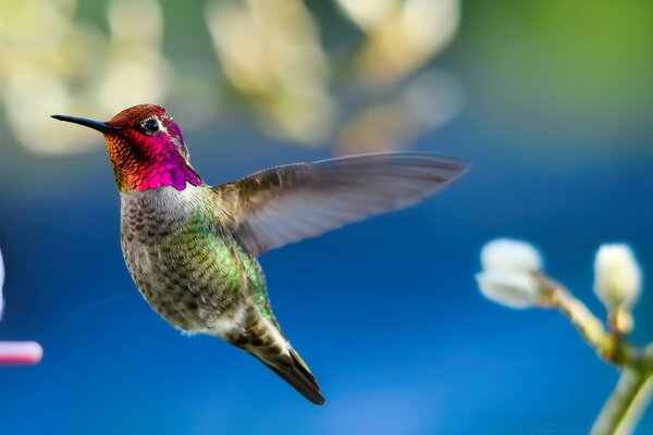 Naturaleza, hermoso pájaro colibrí