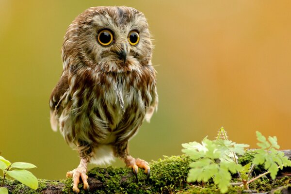 Verwunderte Eule im wilden Wald