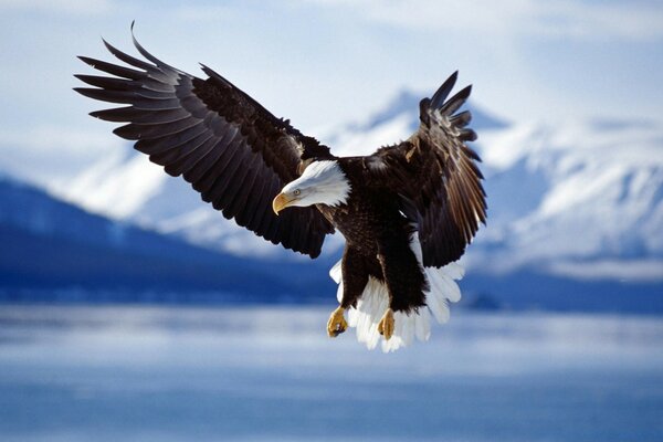 A proud eagle in flight