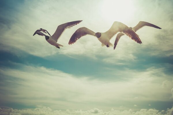 Seagulls soar in the blue sky