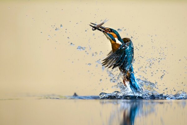 Aves sobre el agua durante la caza