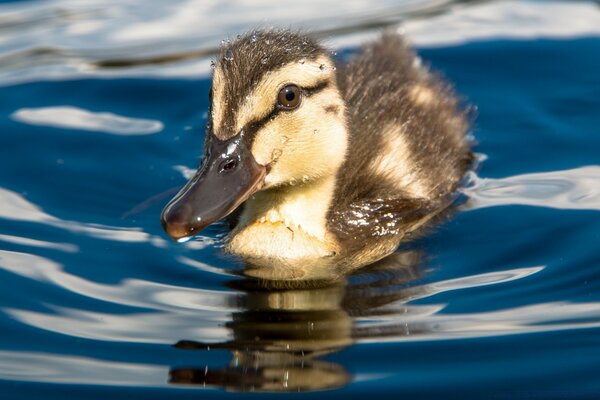 Pato en la superficie del agua en la naturaleza