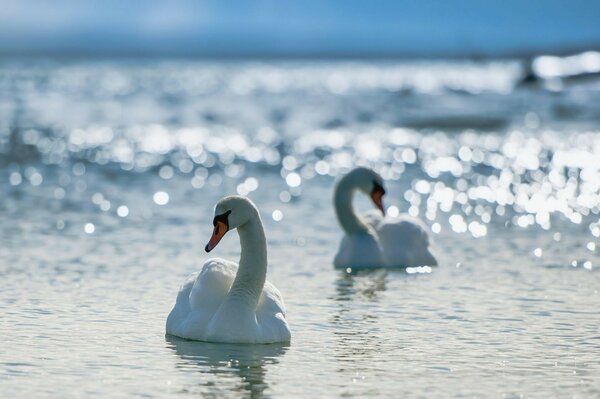 水面上的两只白天鹅