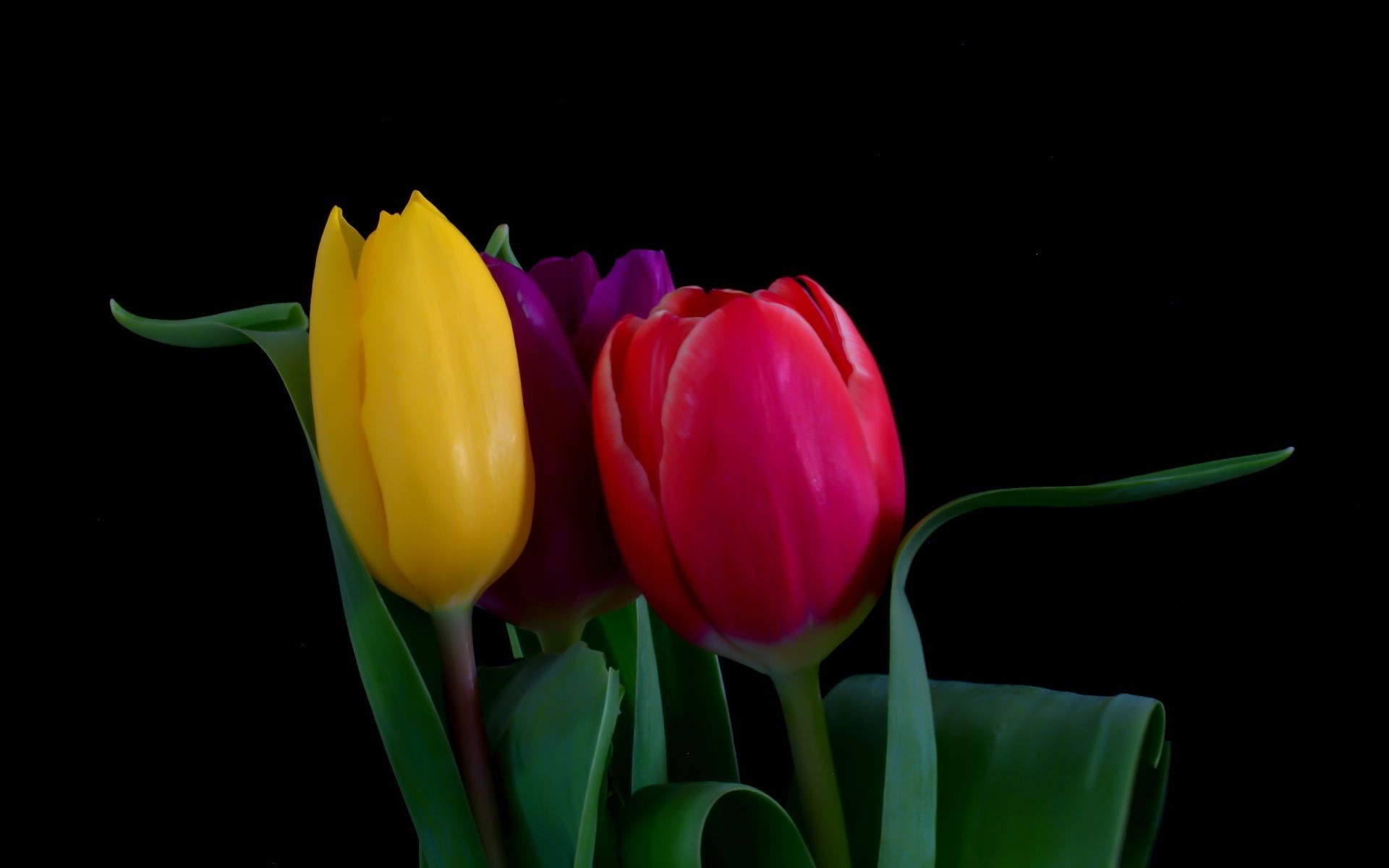 tulips tulip nature easter flower leaf bright flora color love garden bouquet floral isolated husk romance