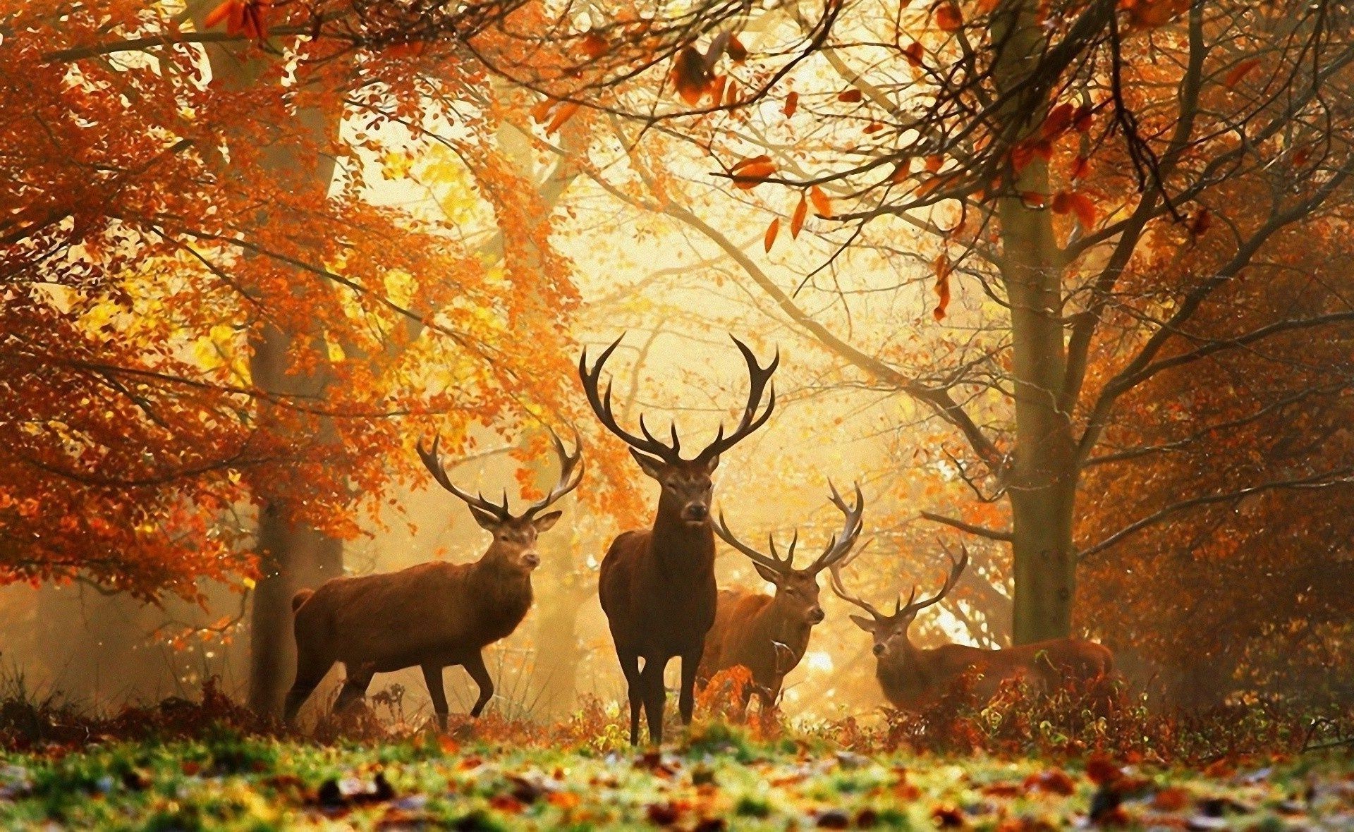 cervi autunno legno albero foglia all aperto stagione natura parco mammifero paesaggio