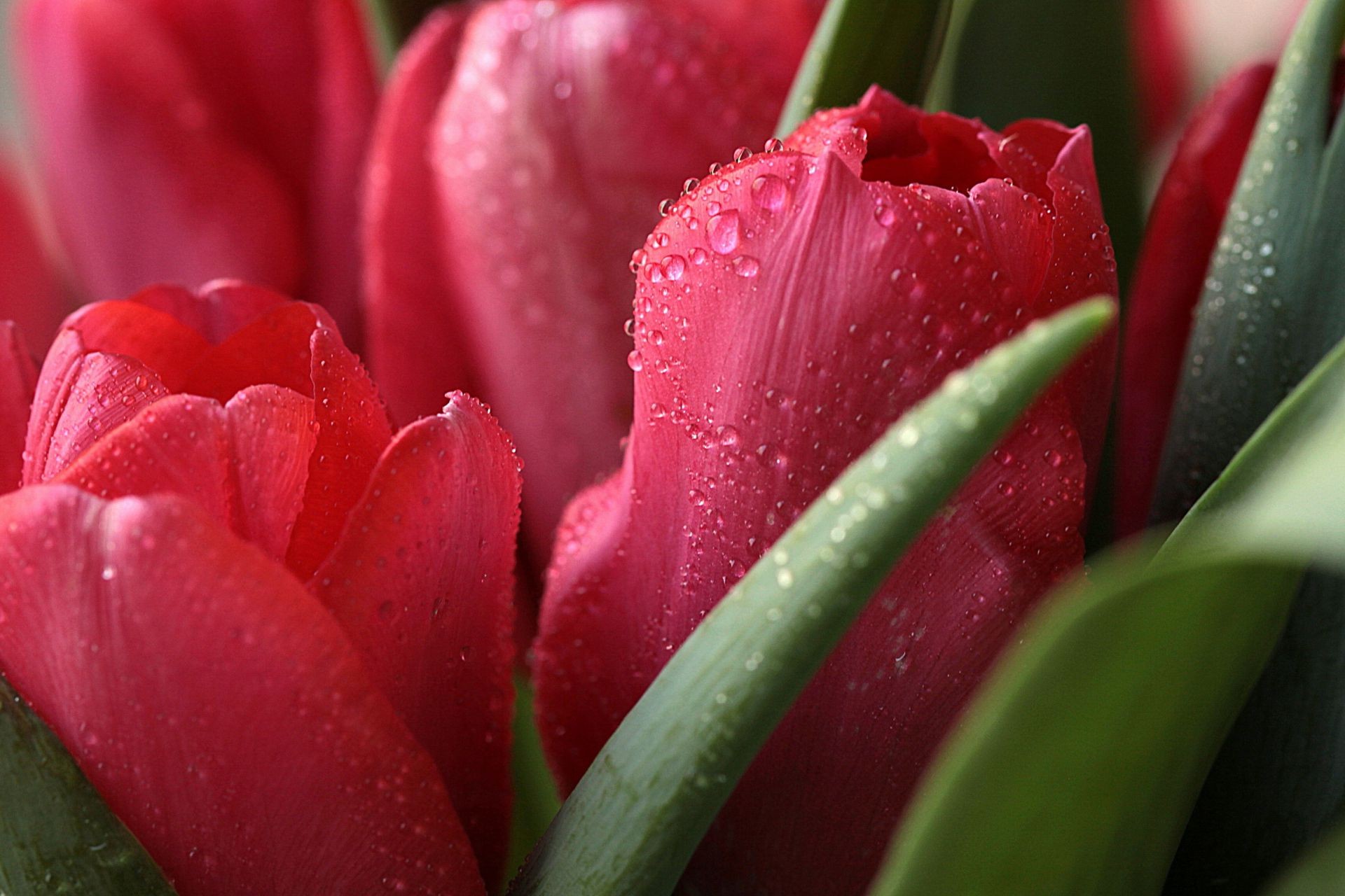 kropelki i woda tulipan kwiat natura miłość ogród flora liść kolor wielkanoc romans flores lato bukiet rosy kwiatowy płatek prezent jasny