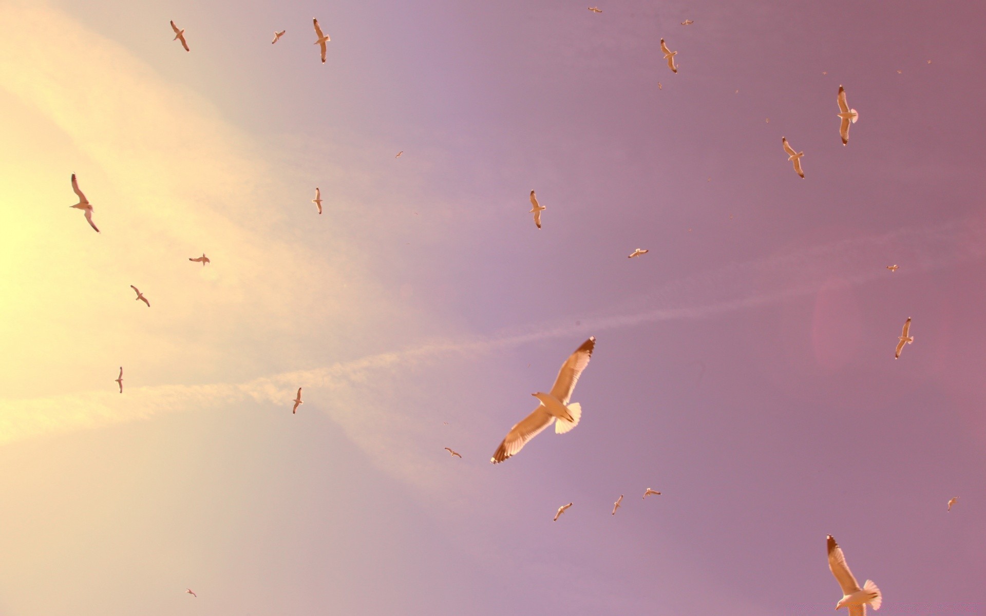 vögel vogel aktion himmel flug tageslicht flugzeug flugzeug bewegung wettbewerb geschicklichkeit im freien herde präzision tierwelt kite