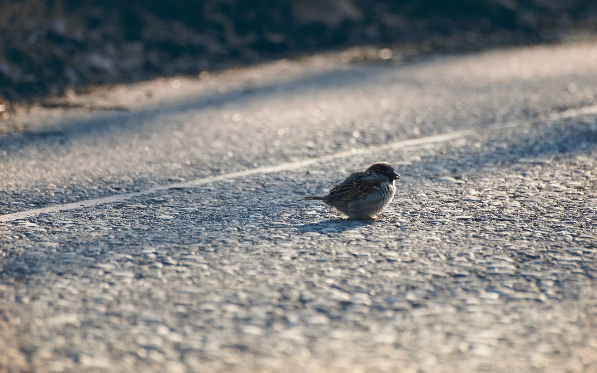 birds nature winter outdoors snow beach bird sand wildlife water animal