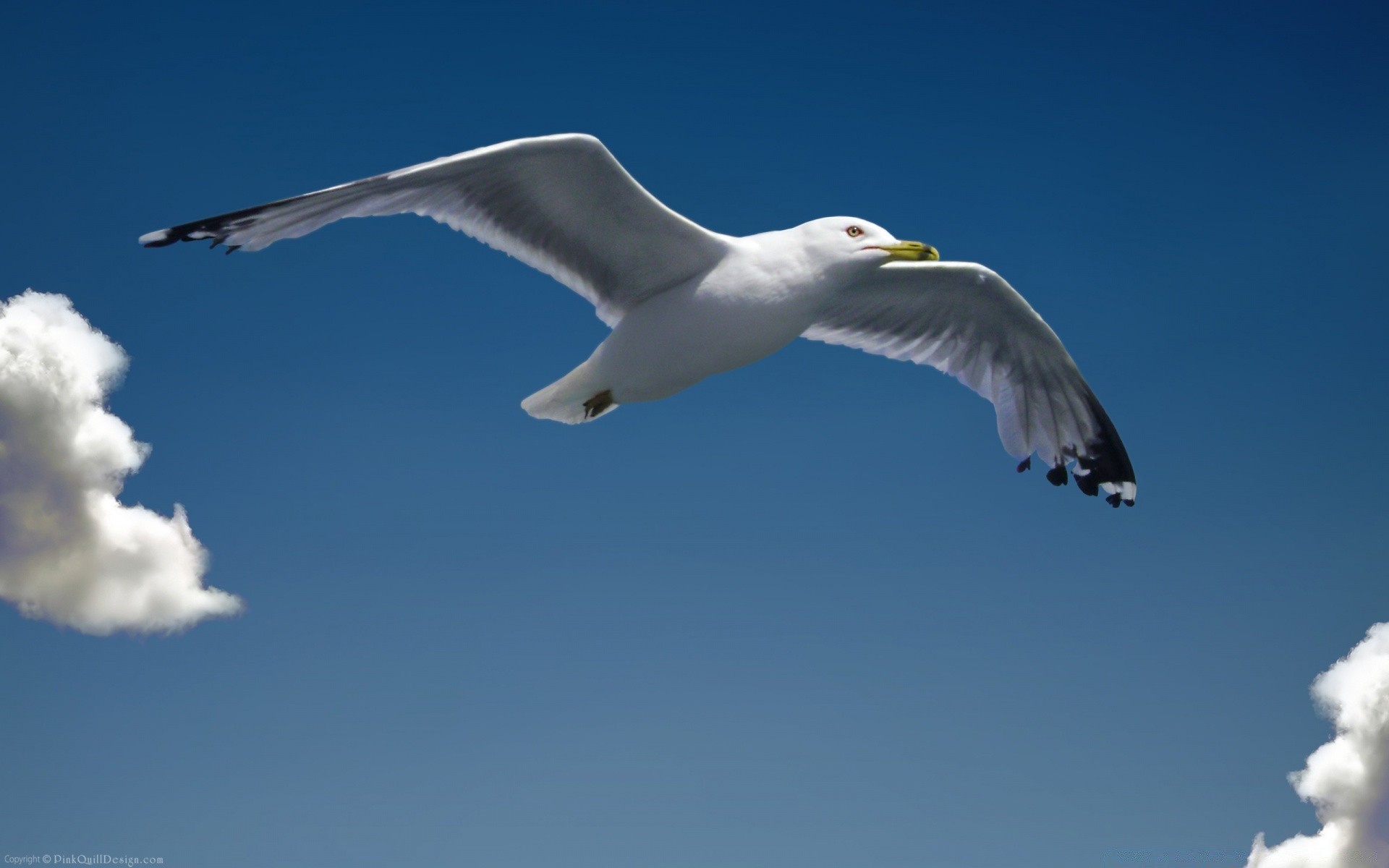 gabbiano gabbiano uccello all aperto cielo natura volo fauna selvatica libertà