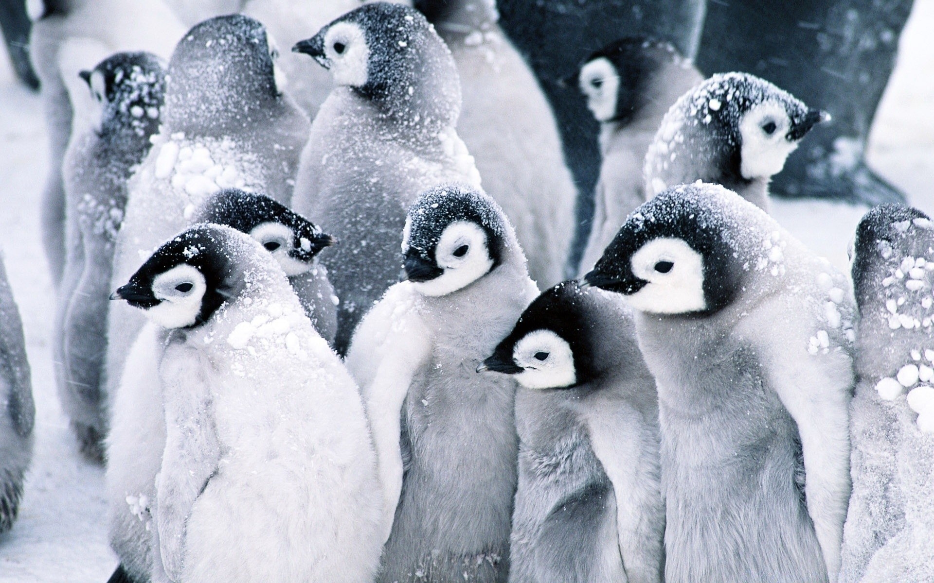 penguin snow frosty winter cold polar frost frozen ice mammal wildlife nature bird