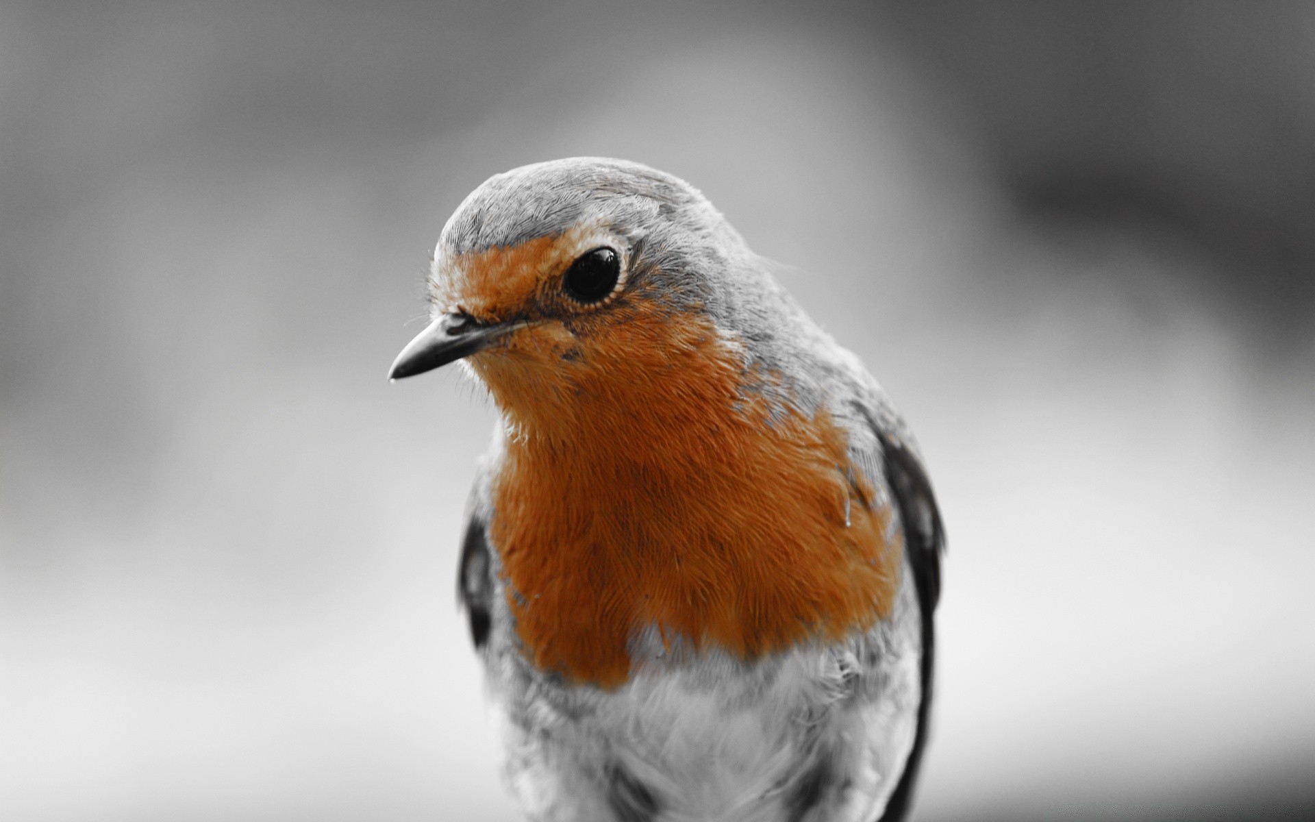 vögel vogel tierwelt natur tier