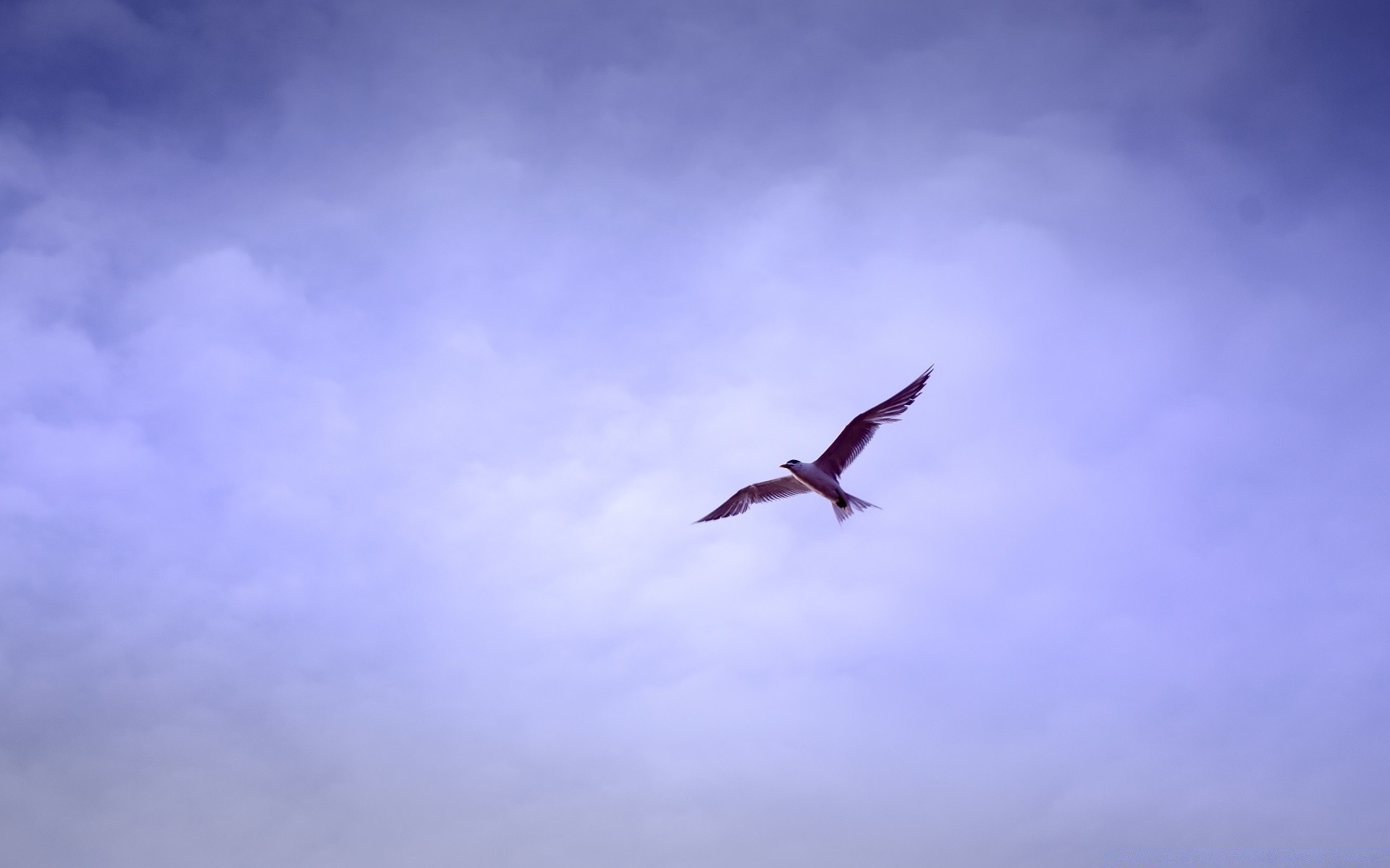 aves cielo vuelo pájaro al aire libre libertad naturaleza luz del día avión aire volar gaviotas verano