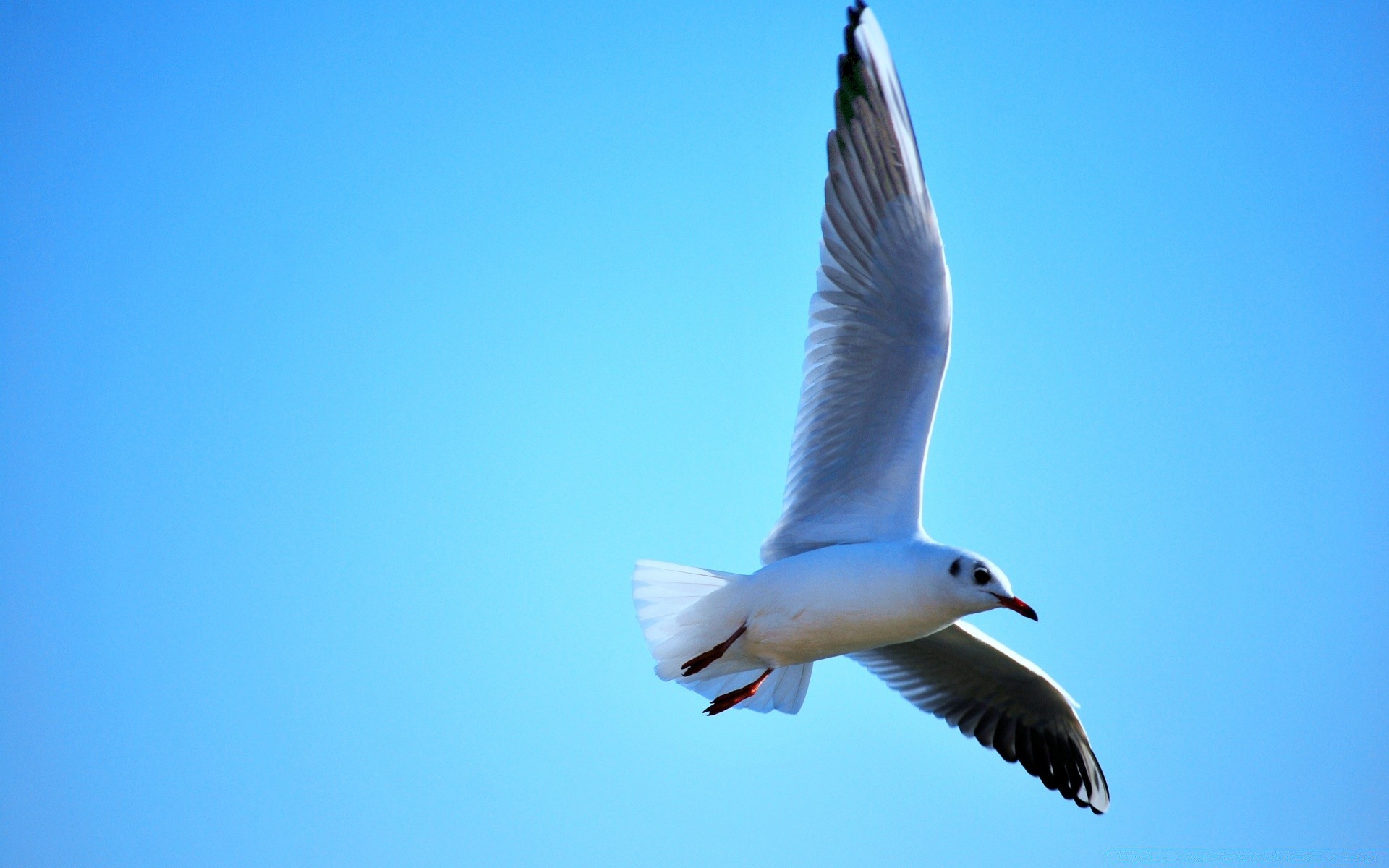 gabbiano uccello gabbiano volo fauna selvatica cielo natura all aperto libertà volare piccione