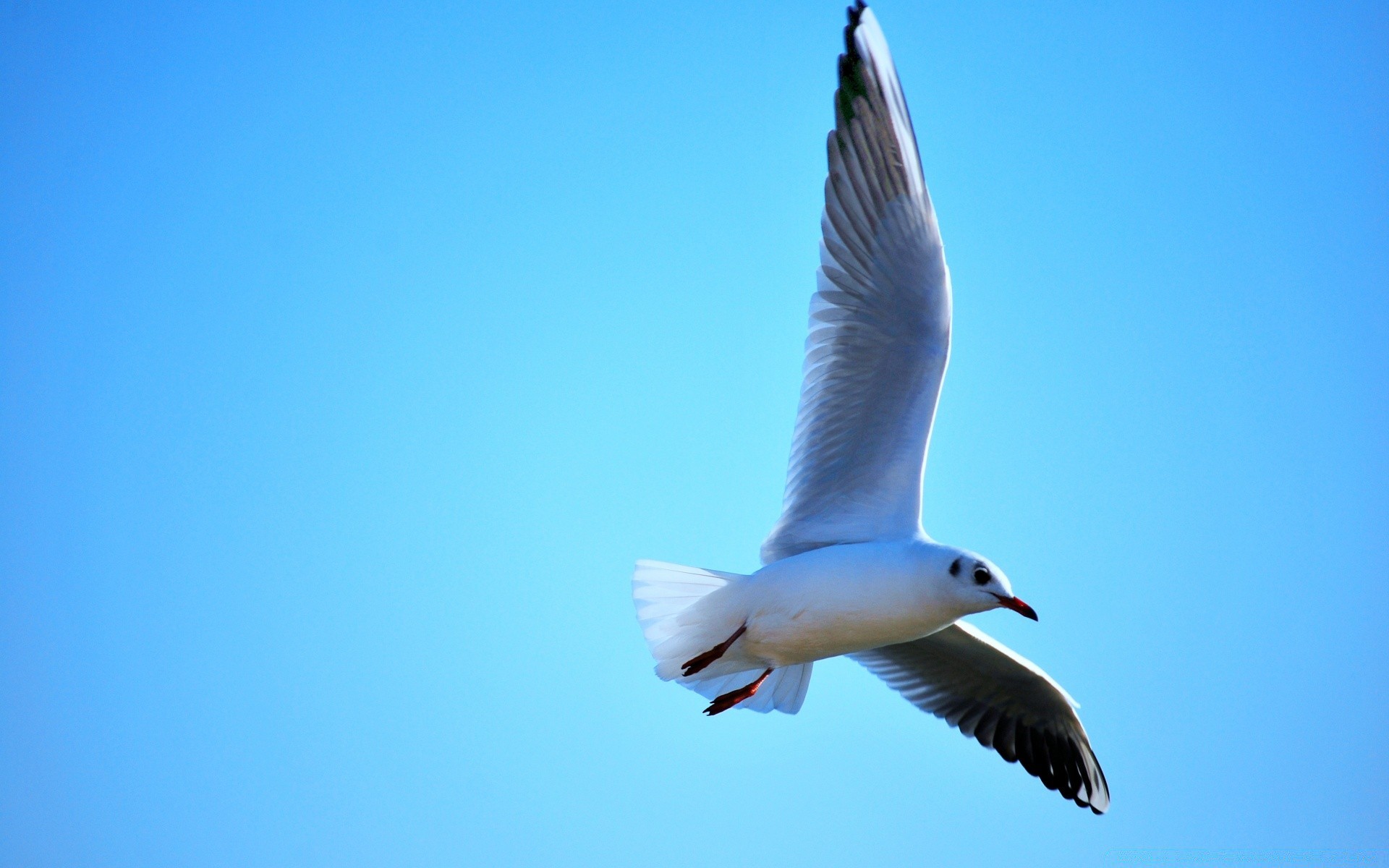 seagull bird seagulls flight wildlife sky nature outdoors freedom fly pigeon