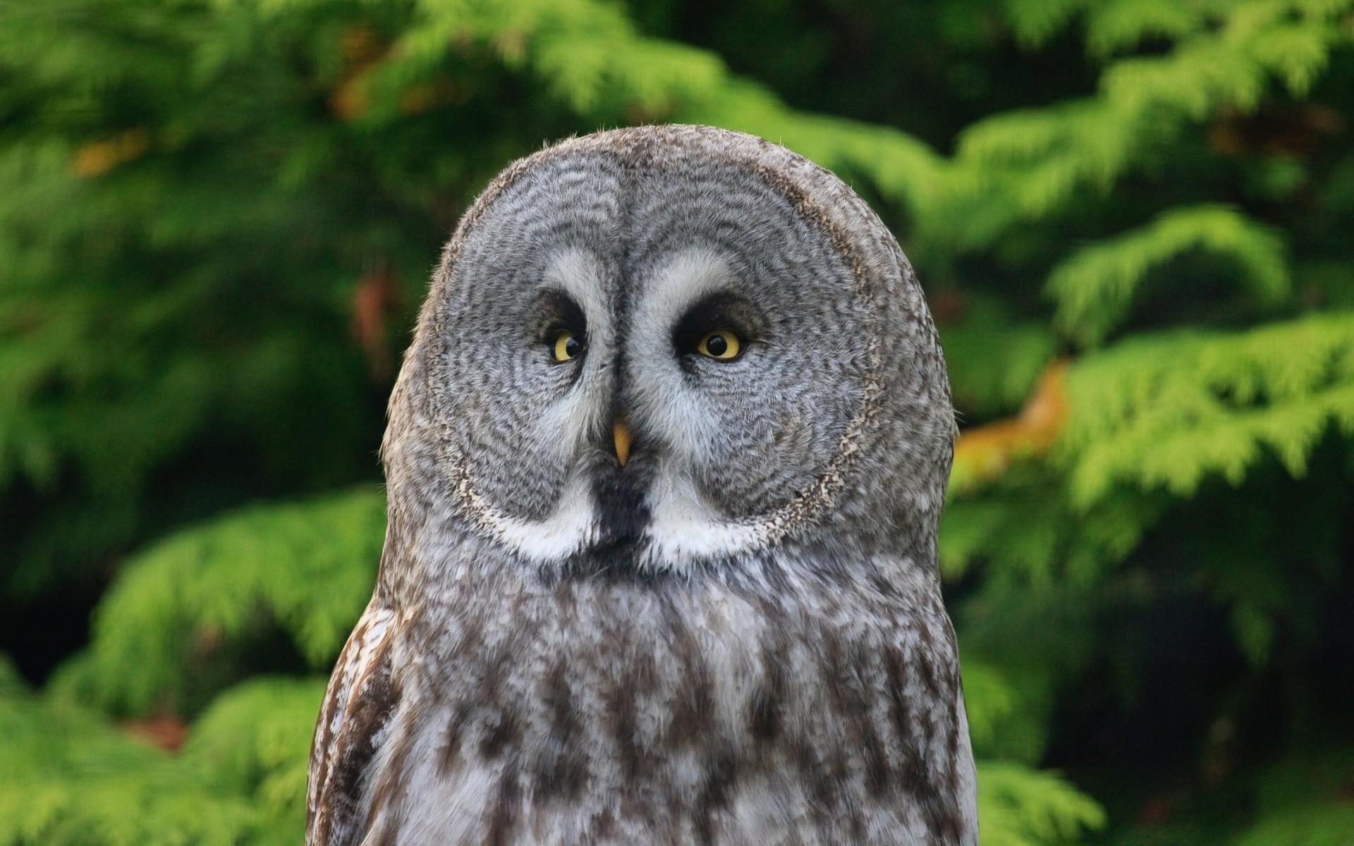 sowa ptak przyrody raptor natura dzikie zwierzę na zewnątrz portret zdobycz dziób pióro oko hunter drewna predator