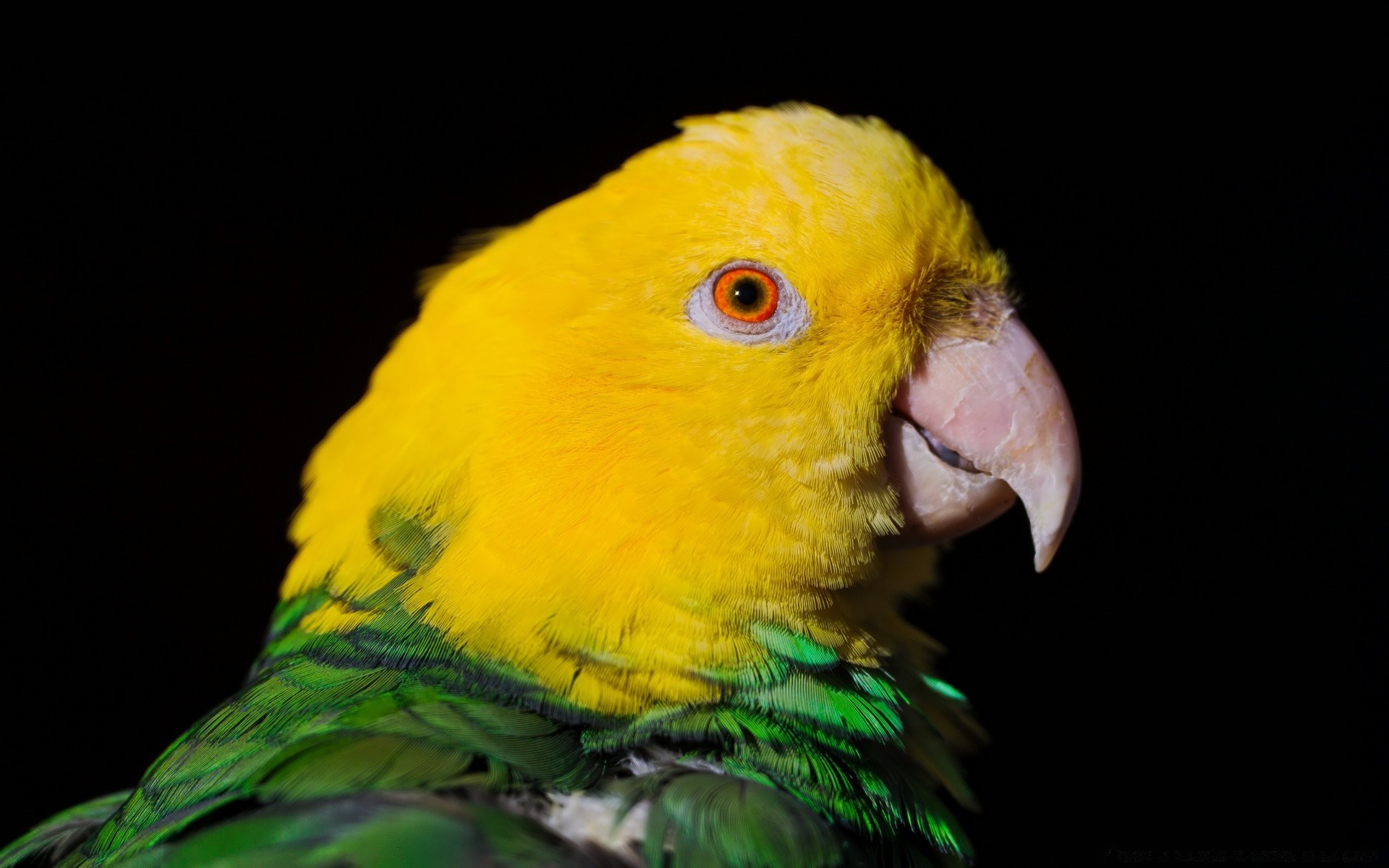 perroquet oiseau la faune ara tropical nature zoo plume mignon exotique bec animal sauvage perroquet avian unique couleur animal de compagnie