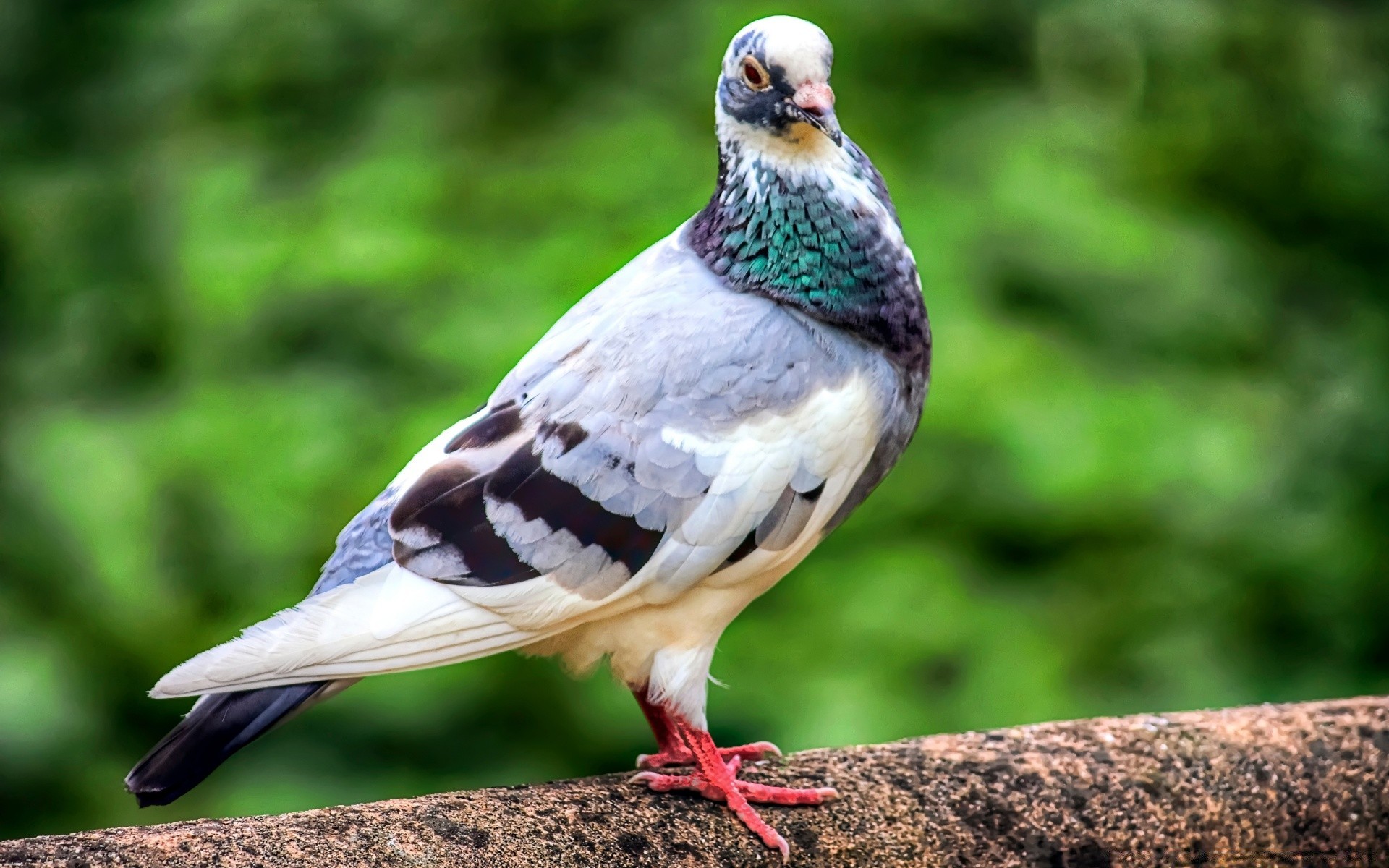 piccione uccello fauna selvatica natura animale becco selvaggio piuma ala all aperto avian piccione