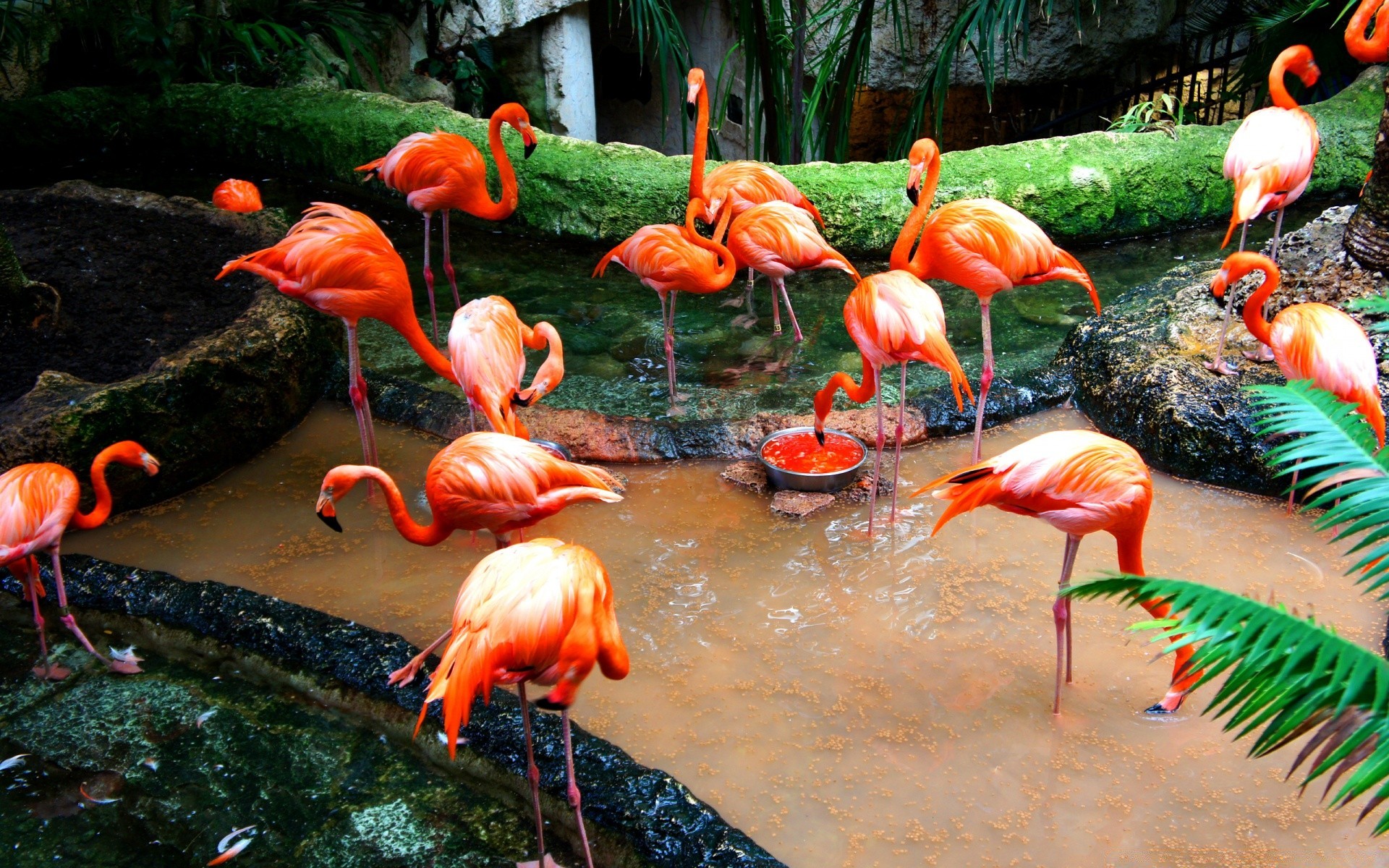 flamingo vogel natur garten tierwelt zoo tropisch wasser fische im freien exotisch