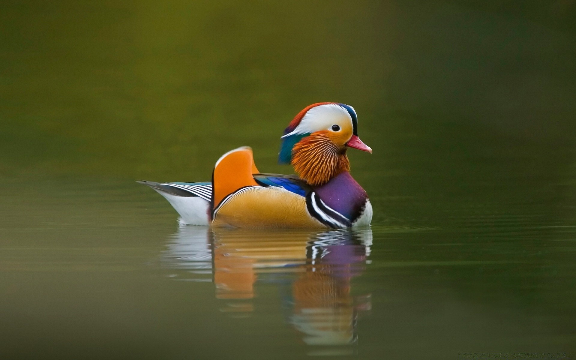 anatra uccello fauna selvatica piscina lago acqua uccelli uccelli acquatici animale nuoto