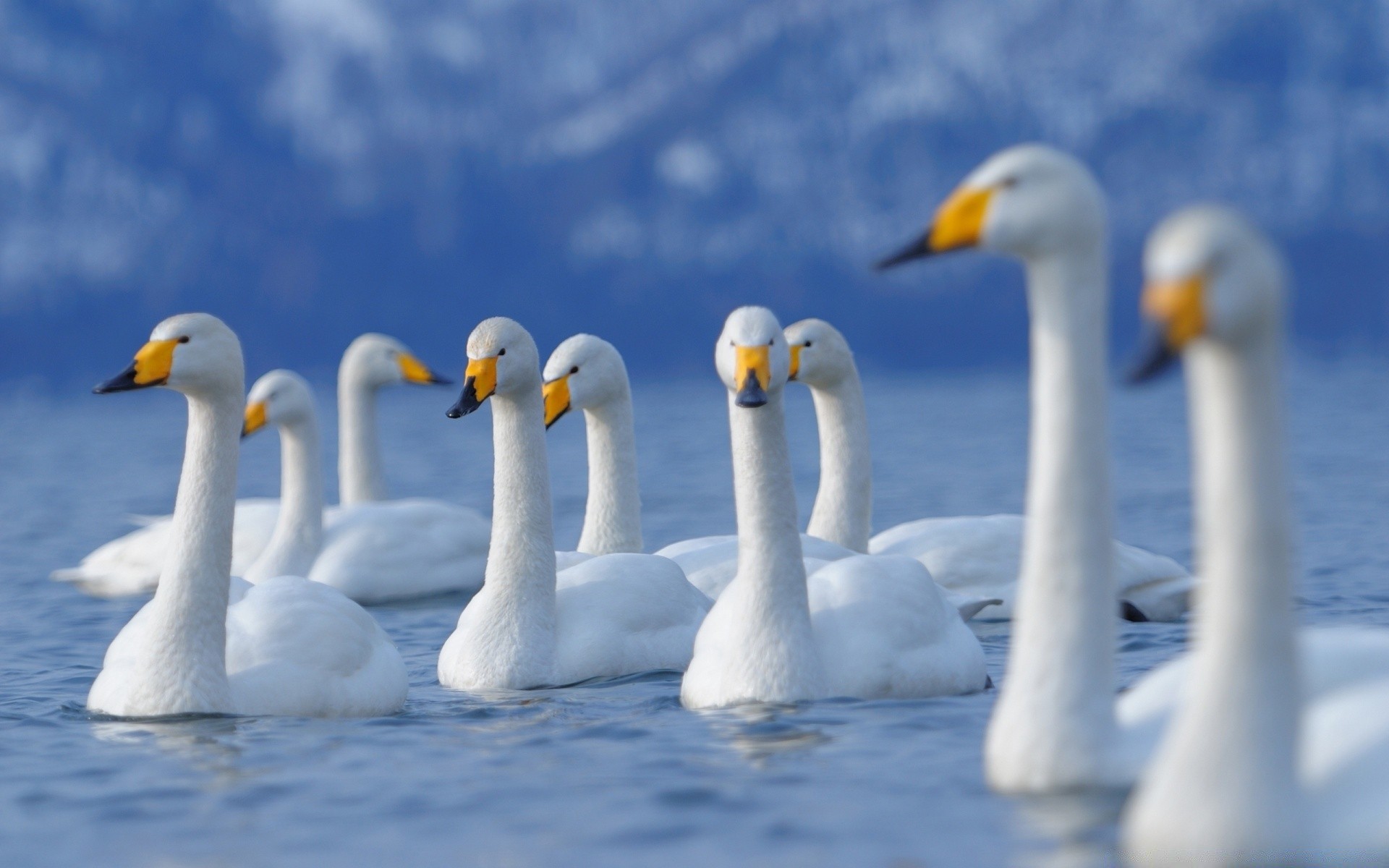 łabędzie ptak łabędź natura dzika przyroda pływanie woda ptactwo wodne na zewnątrz gęś kaczka