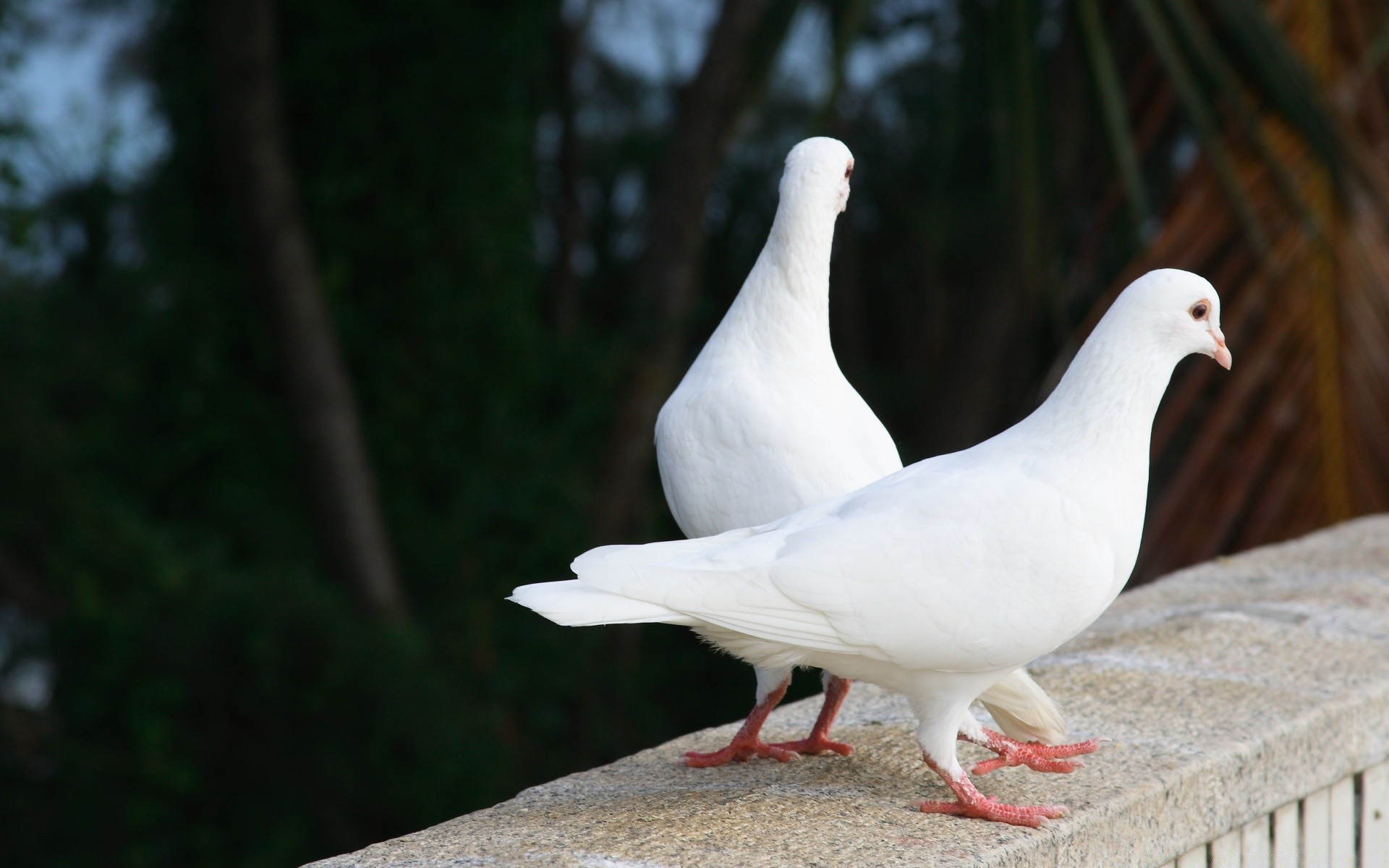 dove bird pigeon nature outdoors poultry wildlife animal wing beak feather