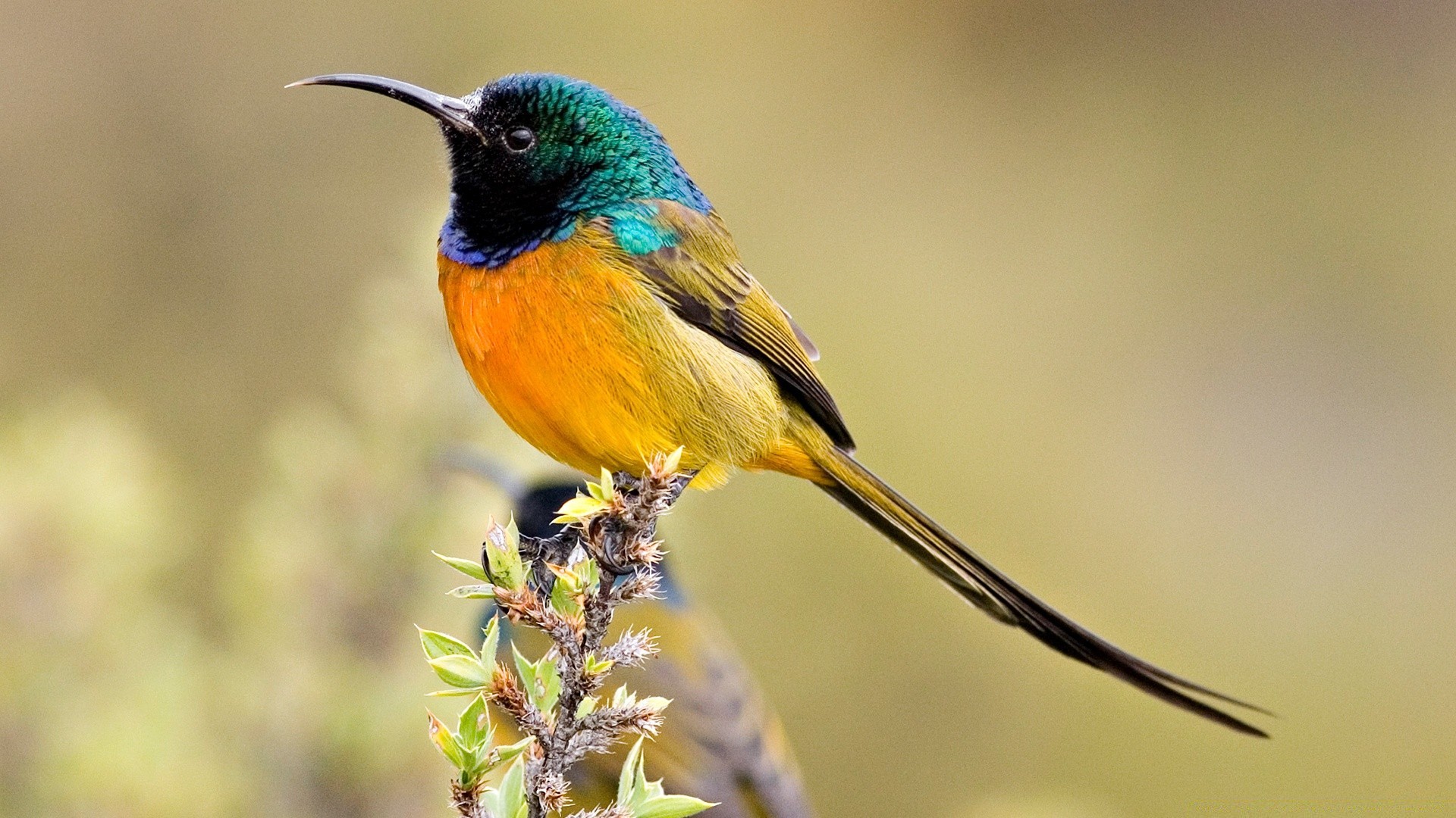 oiseaux oiseau la faune la nature en plein air sauvage avian colibri