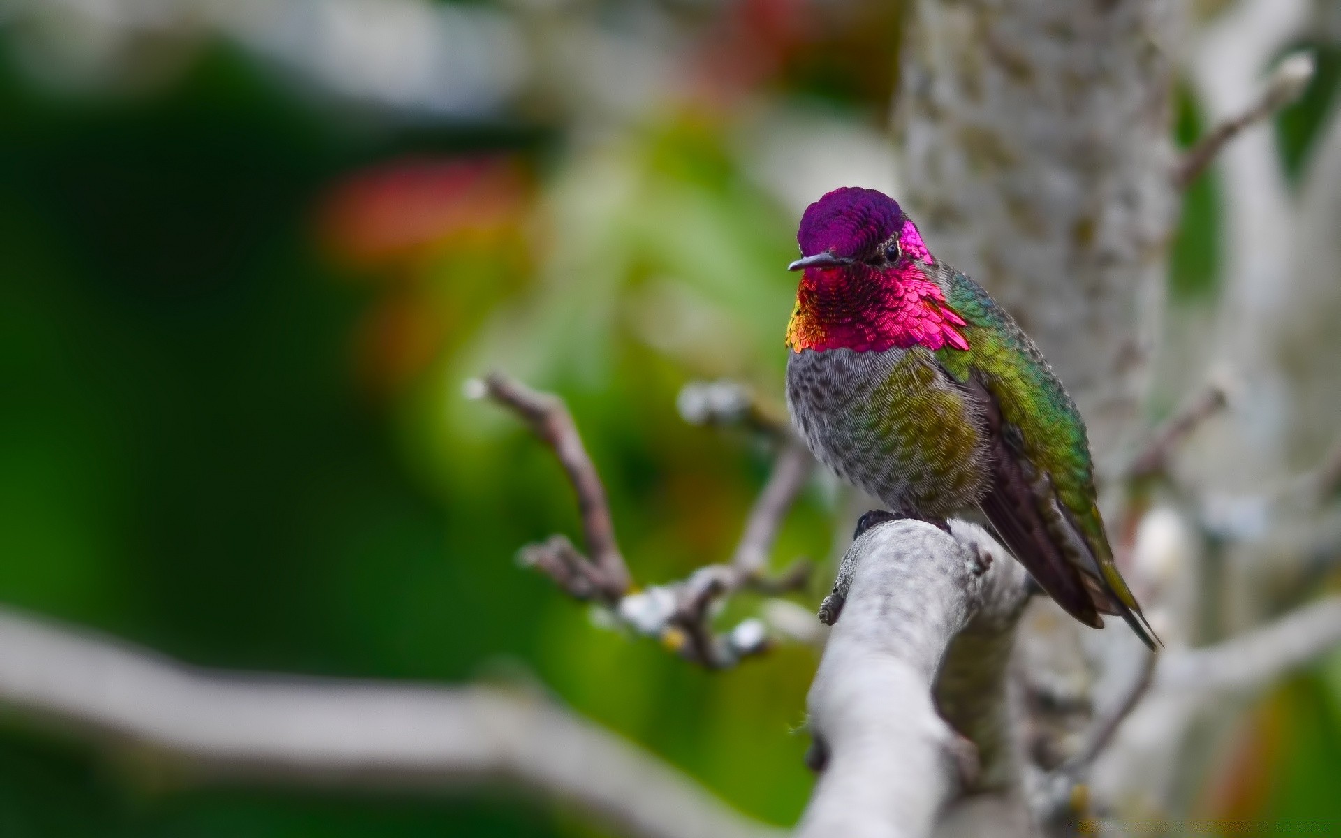 birds bird wildlife nature outdoors animal tree wild little color leaf